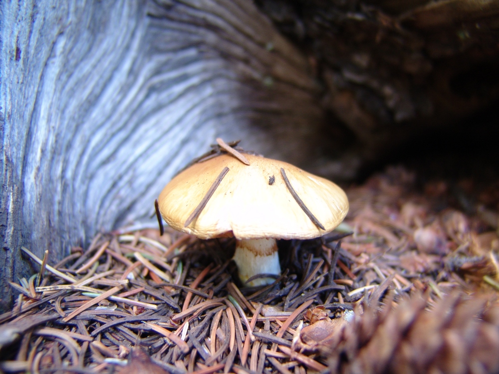 wood house shroom